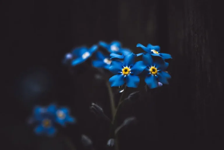 forget me not flower meaning
